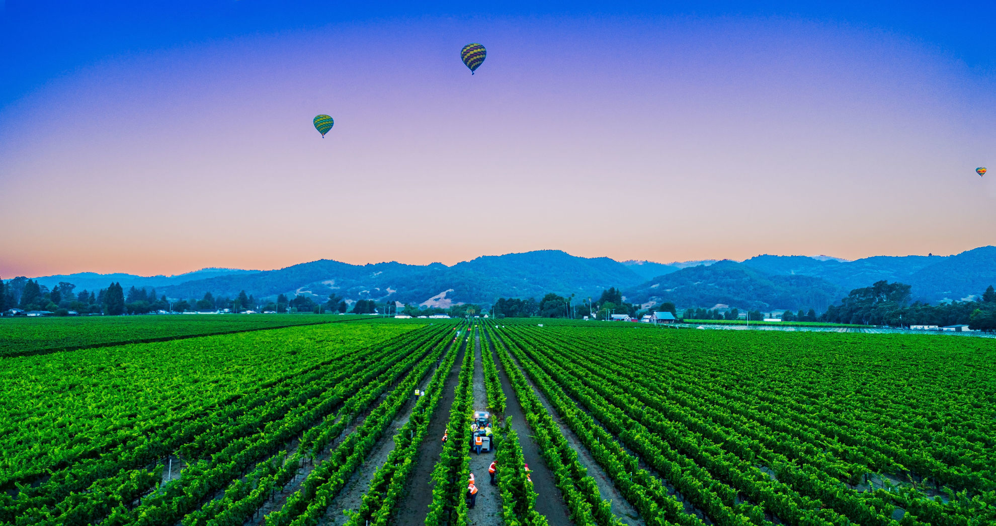 Napa Valley grape harvest 2019
